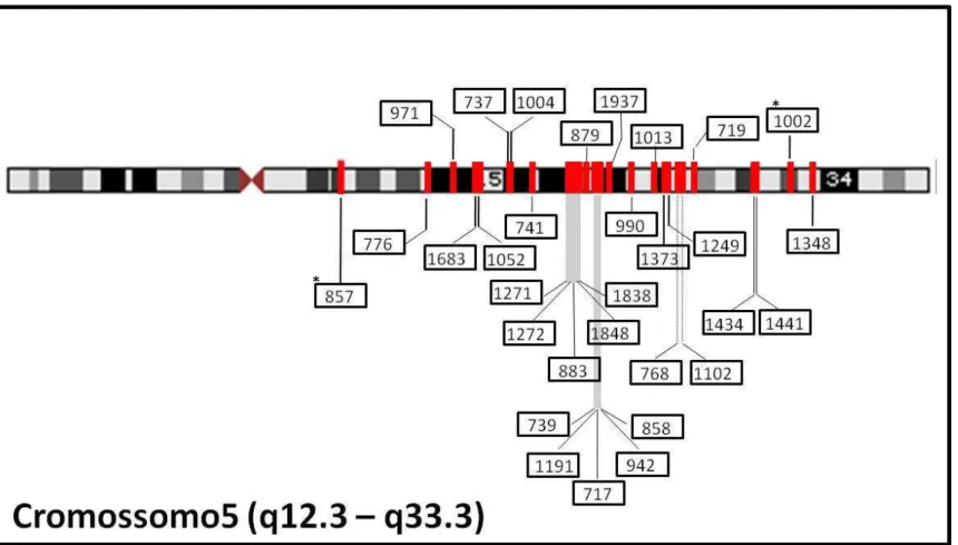 Figura 2:  – Mapa físico do cromossomo 5 com a localização dos INDELs selecionados. 
