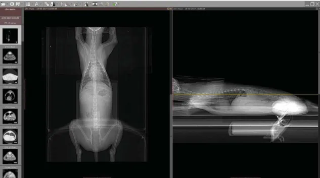 Figura 27 – Topograma ou radiografia piloto de tomografia abdominal. (Cortesia de CHV – Centro Hospitalar Veterinário e ICBAS – Instituto de Ciências Biomédicas Abel Salazar, Porto) 