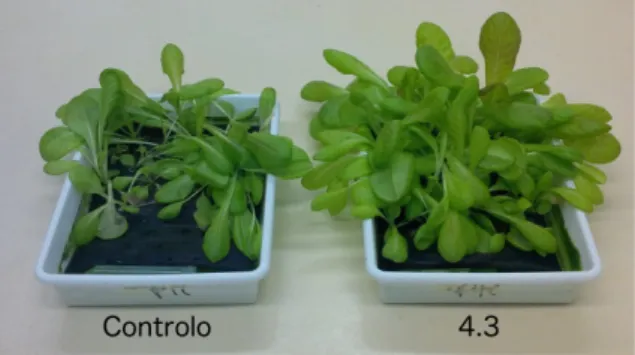 Figura 4 - Plantas de alface crescidas durante 30 dias  em solução de Hoagland em sistema de hidroponia,  suplementadas  com  exsudados  da  cultura  4.3  ou  apenas com meio BG 11  (controlo)
