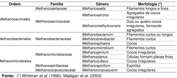 Tabela 3.2 – Principais grupos de arquéias metanogênicas encontrados em 