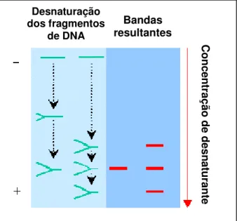 Figura 3.2 – Desnaturação e separação de fragmentos de DNA pela técnica de DGGE 