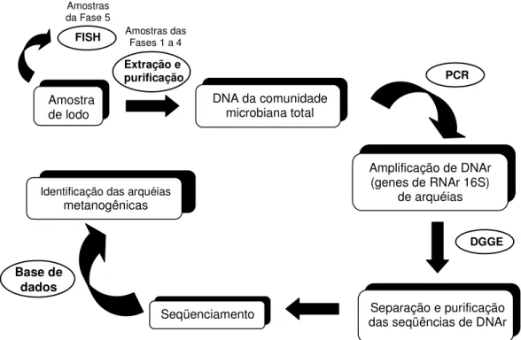 Figura 4.2. – Esquema das etapas de análise molecular e 