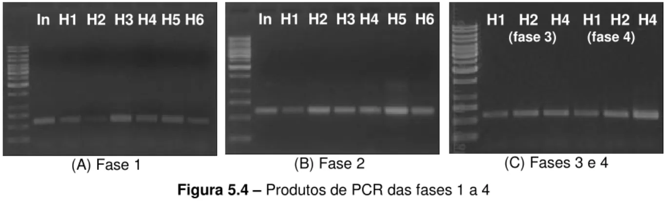 Figura 5.4 – Produtos de PCR das fases 1 a 4 
