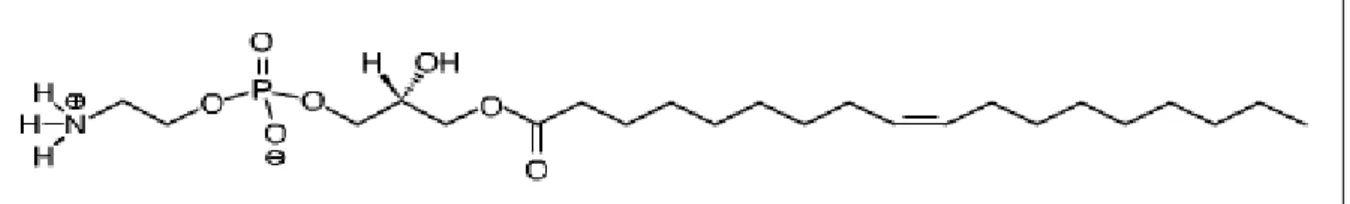 Figura  8  –  Estrutura  química  do  lisofosfolípide  da  DOPE  (1-oleil  2-hidroxi  glicero-3- glicero-3-fosfoetanolamina)