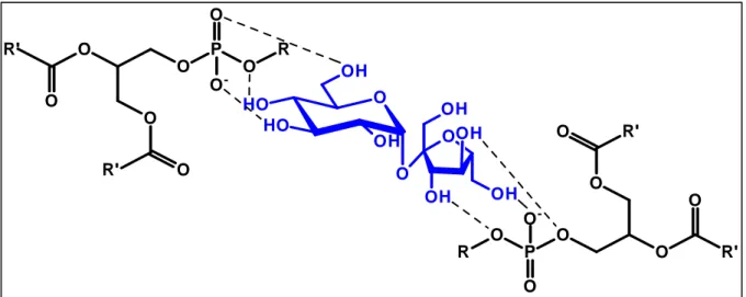 Figura 10 – Representação esquemática da interação fosfolípide-açúcar. 
