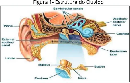 Figura 1- Estrutura do Ouvido 