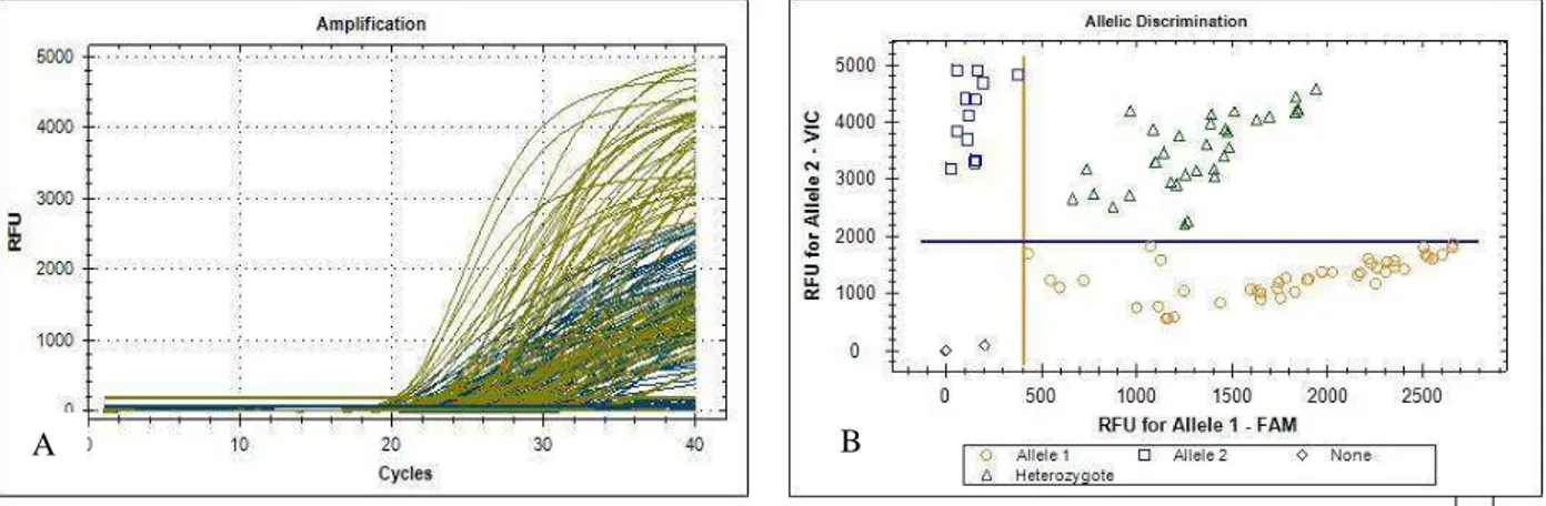Figura 7: Gráficos representativos da PCR em tempo real para a análise do SNP rs 1800587  IL1A