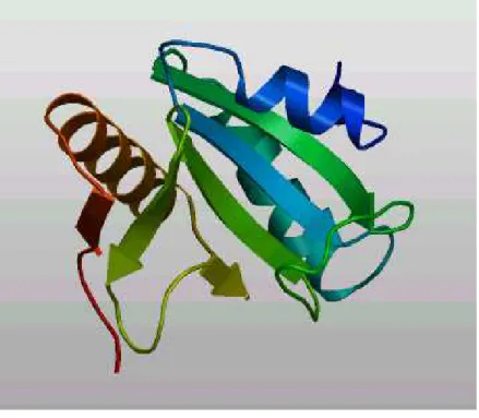 Figura 10  – Modelagem da proteína SmDimp por homologia com a  estrutura cristalizada