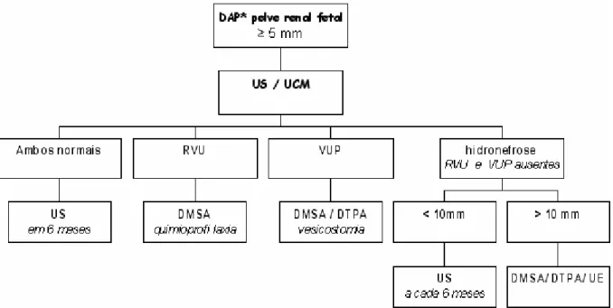 Figura  1  -  Fluxograma  para  avaliação  do  trato  urinário  do  neonato  portador  de  hidronefrose fetal (BOUZADA, 2003) - Abreviaturas: DAP, diâmetro ântero-posterior; US, ultra-som;  UCM,  uretrocistografia  miccional;  UE,  urografia  excretora;  DMSA,  cintilografia  estática;  DTPA,  cintilografia  dinâmica; RVU, refluxo vesicoureteral) 