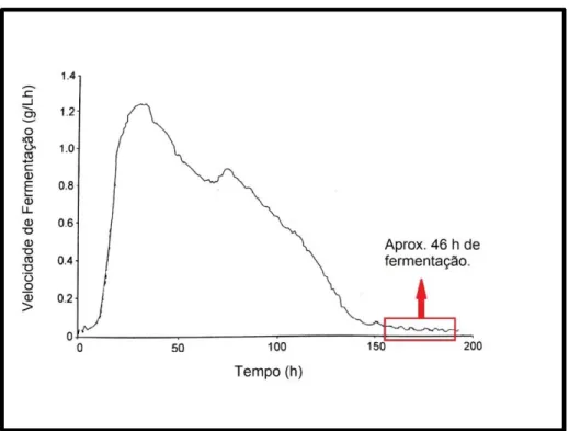 Figura 7- Velocidade de reação da fermentação durante a escala temporal  (adaptado de Reynolds, 2010) 