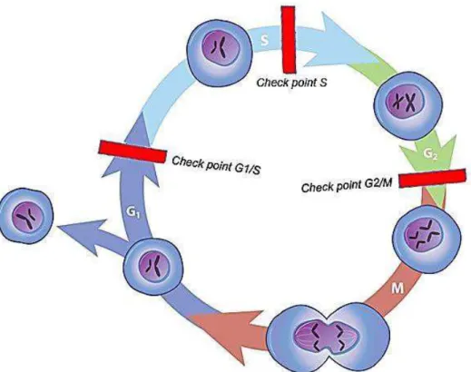 Figura 3: Representação esquemática das fases do ciclo celular. 
