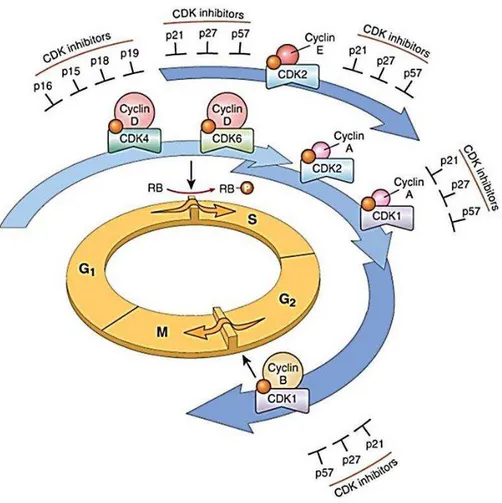 Figura 4: Representação da atividade do ciclo celular. Interação entre ciclinas, CDKs e  genes supressores de tumor na regulação mitótica
