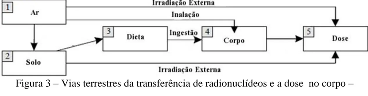 Figura 3  – Vias terrestres da transferência de radionuclídeos e a dose  no corpo –  (Modificado de UNSCEAR, 2000) 