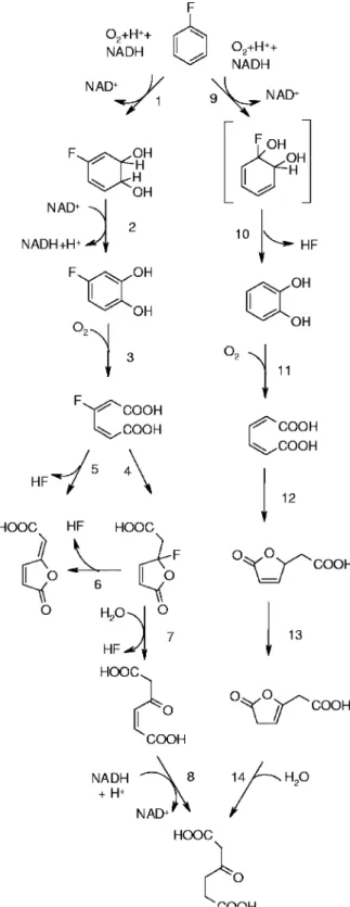 FIG. 2. Proposed pathway for fluorobenzene metabolism by strain F11. The enzyme activities are denoted as follows: 1, fluorobenzene dioxygenase; 2, fluorobenzene dihydrodiol dehydrogenase; 3,  fluoro-catechol 1,2-dioxygenase; 4, fluoromuconate cycloisomera