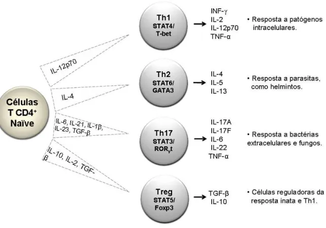 Figura 1: Diferenciação das células T CD4 + : Células T CD4 + naϊve depois de ativadas, na presença de  IL-12p70,  são  diferenciadas  em  células  Th1  que  têm  como  principal  produto  o  IFN- 