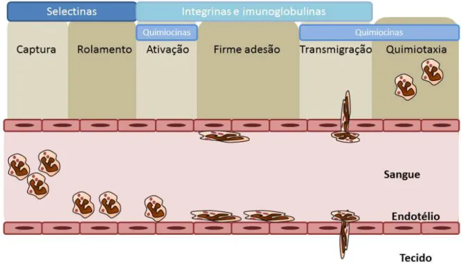 Figura 1. Mecanismo de recrutamento de leucócitos através do endotélio. As etapas do recrutamento de  leucócitos  envolvem  a  captura  e  o  rolamento,  dependente  de  selectinas;  da  ativação  e  firme  adesão,  dependente de integrinas e imunoglobulinas; e a transmigração, dependente de quimiocinas.