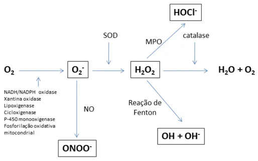 Figura 2: Espécies reativas de oxigênio e suas enzimas formadoras 
