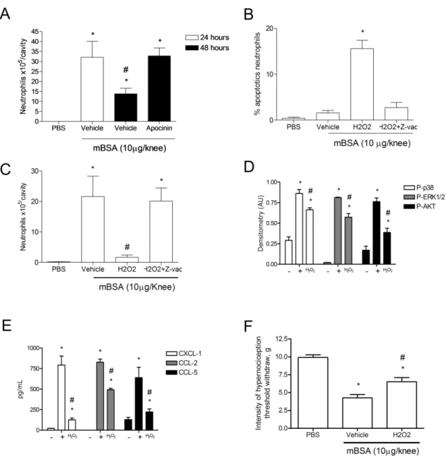 Figura 4: Espécies reativas de oxigênio influenciam na resolução da resposta inflamatória por aumentar  a  apoptose  e  inibir  vias  de  trandução  de  sinal,  levando  a  diminuição  de  quimiocinas  e  inibindo  a  hipernocicepção