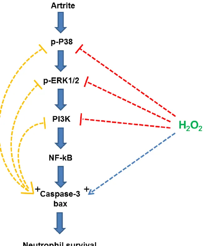 Figura  8.  Modelo  da  resolução  da  resposta  inflamatória  induzida  por  SOD/H 2 O 2   durante  a  AIA