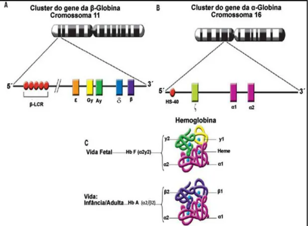 FIGURA 3 -   Organização cromossômica dos clusters dos genes das cadeias β  e α das 