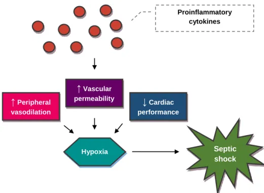Figure 3. The pathophysiology of septic shock (original figure). 