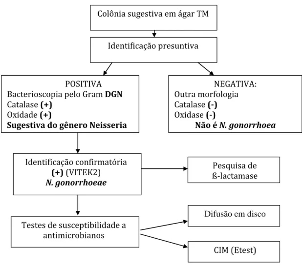 Figura 9 -  Fluxograma da cultura para Neisseria gonorrhoeae 