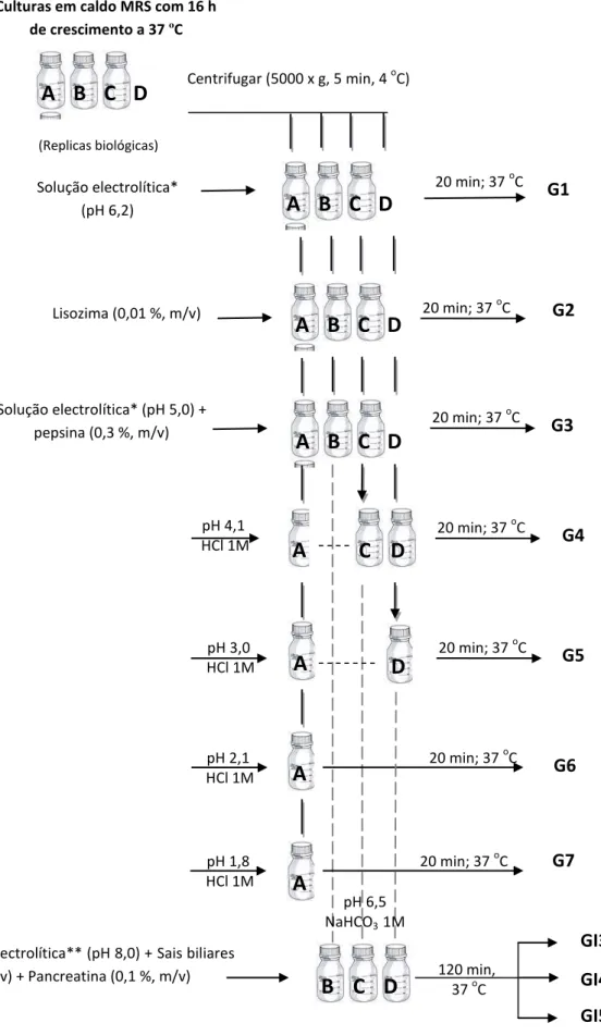 Figura 6. Representação esquemática da simulação in vitro do processo digestivo humano (Replicas biológicas) Centrifugar (5000 x g, 5 min, 4 oC) A  B  C  D G1 Lisozima (0,01 %, m/v) A  B  C  D G2 A  B  C  D Solução electrolítica* (pH 5,0) + pepsina (0,3 %,