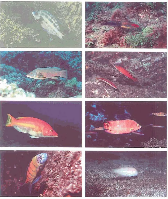 Fig. 1.  Underwater colour photographs of wrasses (Family Labridae) from the Azores. a: Cenrrolabrus trurta  (d); 