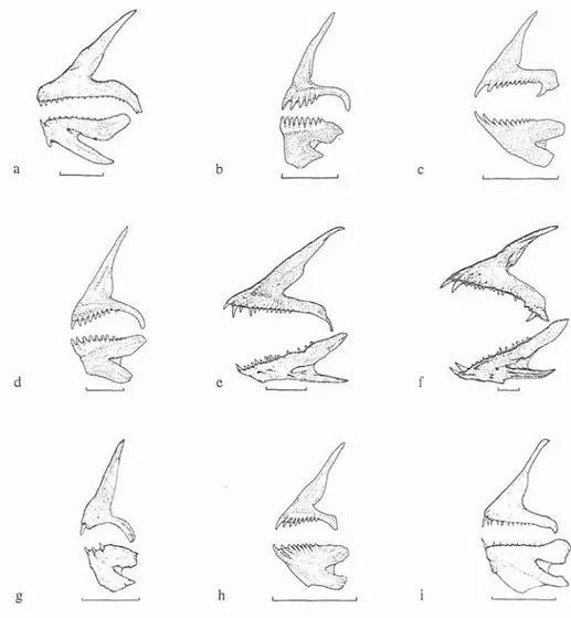 Fig.  3.  Jaws of  labrid  species recorded for the Azores.  a.  Acantolabrus  palloni;  b