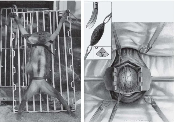 Figure 1: Simian used in Voronoff’s experiment.