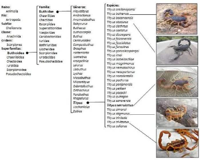 Figura  2:  Classificação  de  escorpiões  do  gênero  Tityus,  responsável  pela  maior  incidência  de 