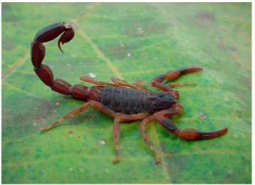 Figura  3:  Escorpião  da  espécie  Tityus  bahiensis.  Popularmente  conhecido  como  escorpião  marrom  e 