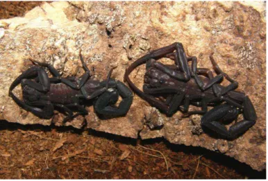 Figura  4:  Escorpião  da  espécie  Tityus  cambridgei.  Popularmente  conhecido  como  escorpião  preto  e 