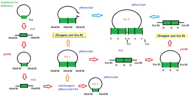 Figura  17:  Esquema  da  construção  da  toxina  recombinante  Ts1-4.  Dados  obtidos  de  Mendes  (2007)