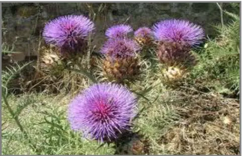 Figura 1 - Planta de cardo           