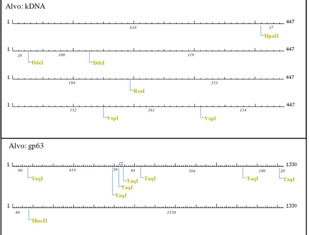 Tabela 4: Cepas referências utilizadas no trabalho como padrão referência na reação de PCR-RFLP 