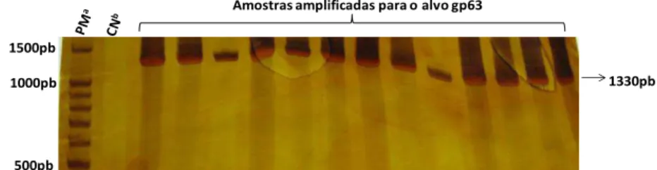 Figura 5: Visualização dos produtos de amplificação da reação de PCR para o alvo gp63(1330pb)  em gel de poliacrilamida 6% corado com nitrato de prata 0,2%