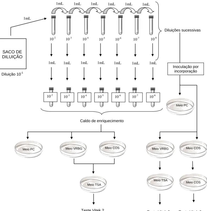 Figura 4.1: Esquema sucinto da metodologia aplicada para pesquisa e contagem de microrganismos  produtores de aminas biogénicas