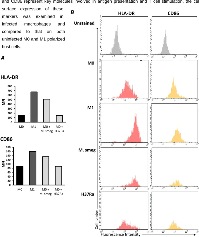 Figure  5.  Effect  of  mycobacteria  infection  during  activation  of  human  monocyte-derived  macrophages