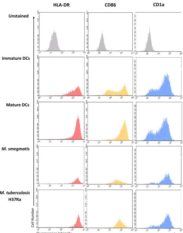 Figure  8.  Effect  of  mycobacteria  infection  during  phenotypic  maturation  of  human  monocyte-  derived  dendritic  cells