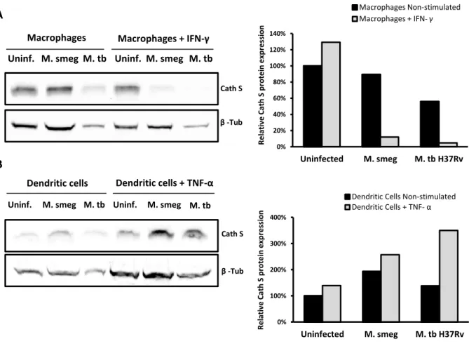 Figure  10.  Manipulation  of  Cathepsin  S  expression  by  different  species  of  mycobacteria