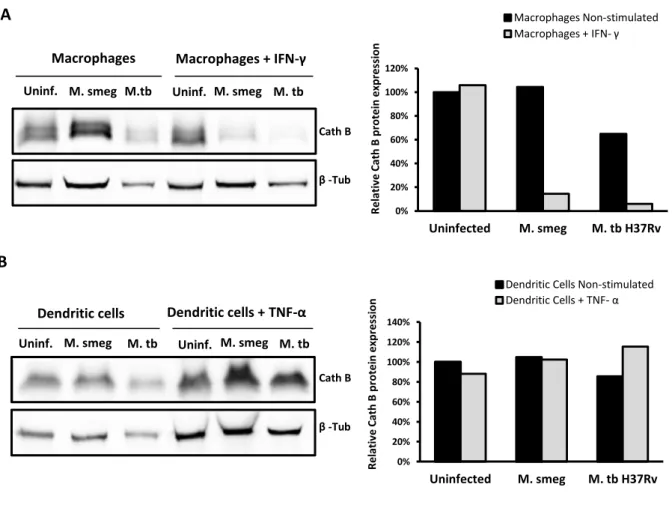 Figure  11.  Manipulation  of  Cathepsin  B  expression  by  different  species  of  mycobacteria