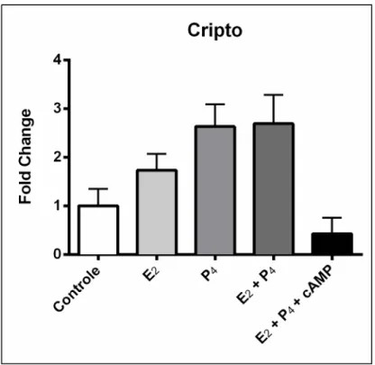 Gráfico  2  –  Expressão  gênica  do  Cripto  durante  o  tratamento  com  Estrógeno,  Progesterona,  Estrógeno  +  Progesterona e Estrógeno + Progesterona + cAMP por 24 horas (n=4)