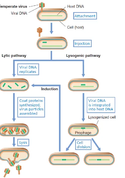 Figure 1. Life cycle of a temperate  bacteriophage.  The  alternatives  upon infection are replication and  release of mature viruses (lysis) or  lysogeny,  often  by  integration  of  the  virus  DNA  into  the  host  genome,  as  shown  here