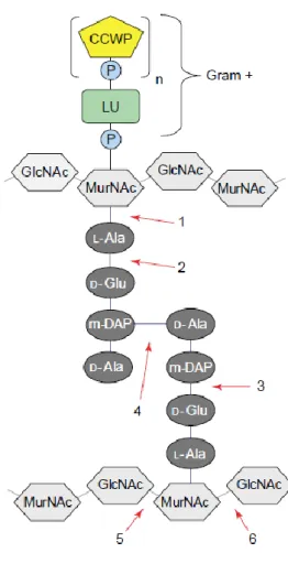 Figure 2. Bacterial cell wall  structure  and  endolysin  targets.  Detailed  structure  of  the  type  of  peptidoglycan  found  in  Escherichia  coli