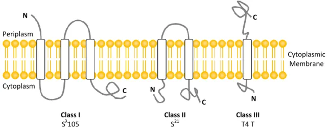 Figure  3.  Schematic  representation  of  known  topologies  of  described  phage  holins