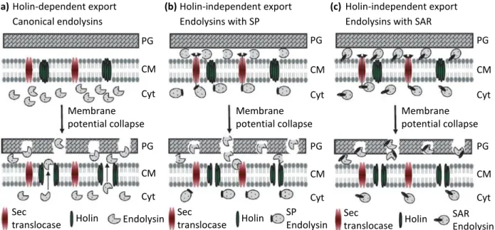 Figure 4. Models for export and activation of phage endolysins. (a) In phages such as λ the export of  the active endolysin to the cell wall is done through the holes formed by holins