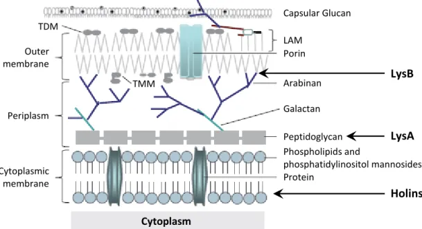 Figure  5.  Schematic  representation  of  the  mycobacteria  cell  envelope.  The  targets  of  Ms6  lysis  proteins  are  indicated  by  arrows