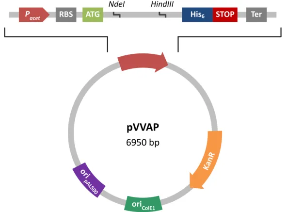 Figure 7. Schematic representation of pVVAP. ATG – start codon; His 6  – sequence encoding a stretch  of six histidines; KanR  –  kanamycin resistance  gene; ori ColE1   –  ColE1 origin of replication; ori pAL5000   –  pAL5000 origin of replication; P acet