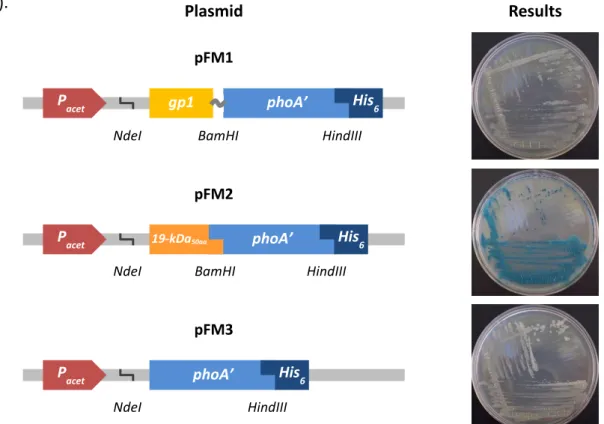 Figure 11. Alkaline phosphatase activity on BCIP-containing plates. Schematic representation of the  plasmids  used  to  transform  M